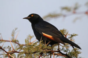 Pale Winged Starling