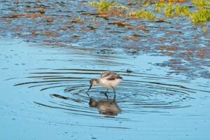 Pied Avocet