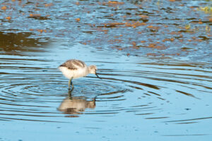 Pied Avocet