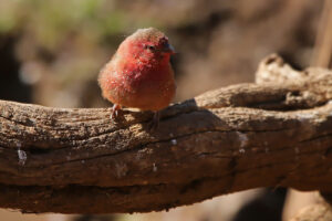 Red Billed Firefinch