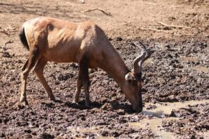 Red Hartebeest