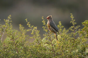 Red faced Mousebird