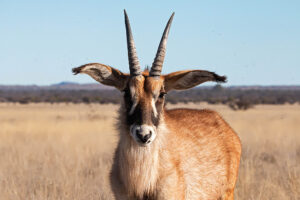 Roan Antelope