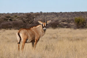 Roan Antelope