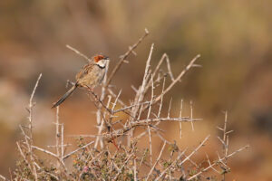 Rufous Eared Warbler