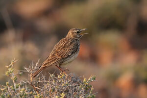 Sabota Lark