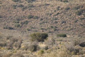 Secretary Bird