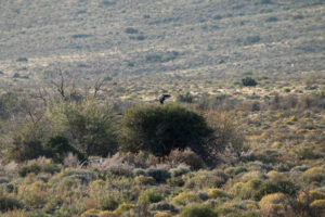 Secretary Bird