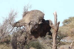 Sociable Weaver Nest