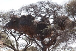 Sociable Weaver Nest