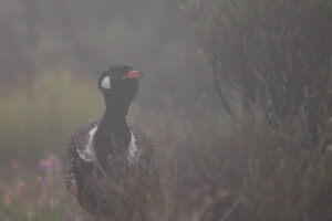 Southern Black Korhaan