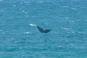 Southern Right Whale