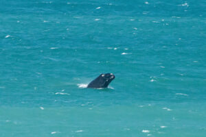 Southern Right Whale