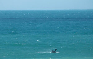 Southern Right Whale