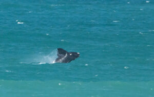 Southern Right Whale