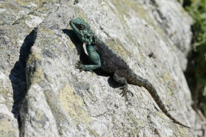 Southern Rock Agama