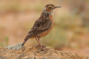 Spike Heeled Lark