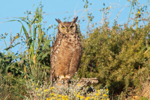 Spotted Eagle Owl