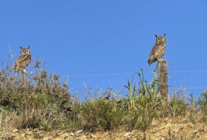 Spotted Eagle Owl