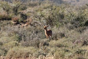 Steenbok