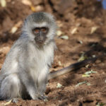 Vervet Monkey