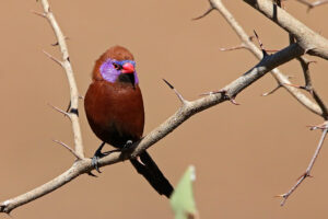 Violet Eared Waxbill