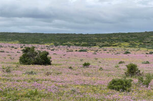 WCNP Flowers