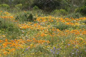 WCNP Flowers