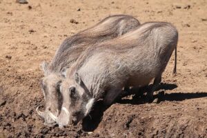 Warthog