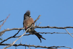 White Backed Mousebird