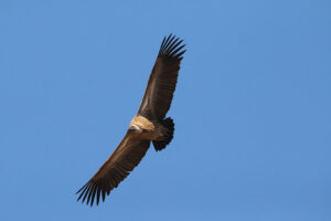 White Backed Vulture