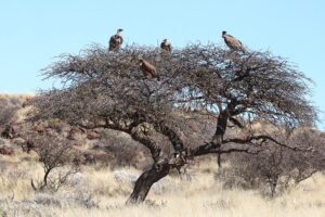 White Backed Vulture