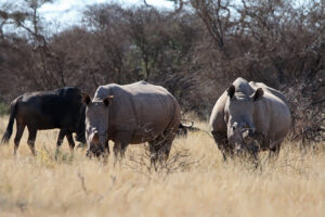 White Rhino