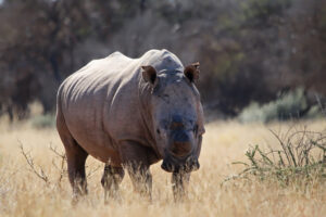 White Rhino