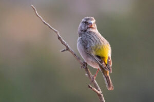 White Throated Canary