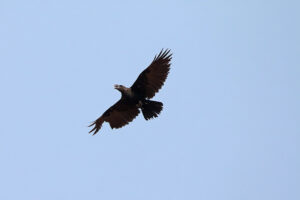 White necked Ravens