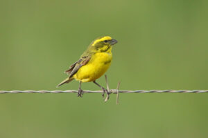 Yellow Canary