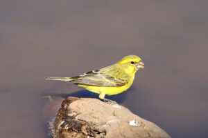 Yellow Canary