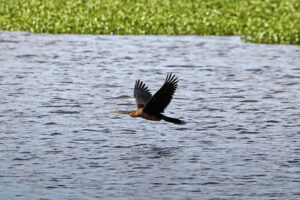 African Darter