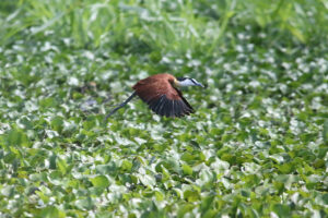 African Jacana