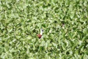 African Jacana