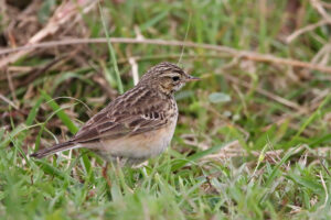 African Pipit