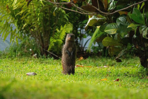 Banded Mongoose