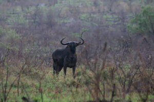 Blue Wildebeest