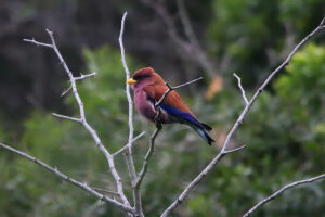 Broad Billed Roller