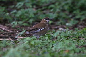 Brown Scrub Robin