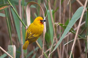 Brown Throated Weaver