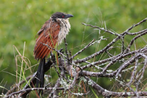 Burchells Coucal