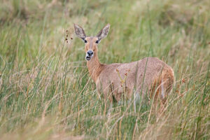 Common Reedbuck