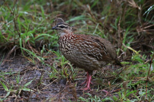 Crested Francolin